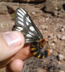 Hemileuca chinatiensis