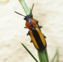 Sigrisma cylindrica