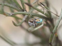 Maratus vultus