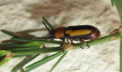 Sigrisma cylindrica