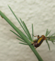 Sigrisma cylindrica