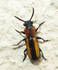 Sigrisma cylindrica