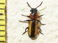 Sigrisma cylindrica