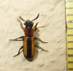 Sigrisma cylindrica