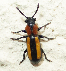 Sigrisma cylindrica