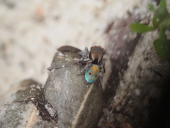 Maratus vultus