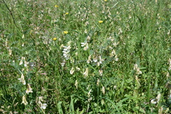 Vicia pannonica