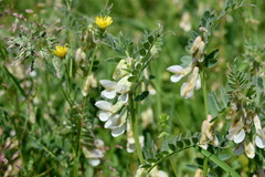 Vicia pannonica