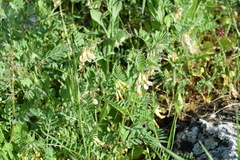Vicia pannonica