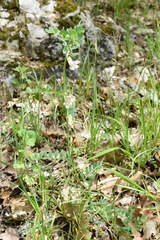 Vicia pannonica