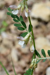 Vicia pannonica