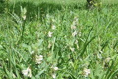 Vicia pannonica