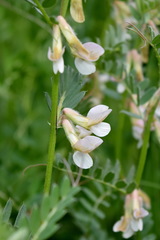 Vicia pannonica