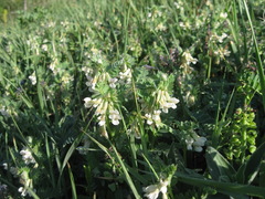 Vicia pannonica