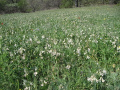 Vicia pannonica