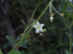 Echinopepon wrightii