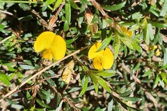 Pultenaea pedunculata