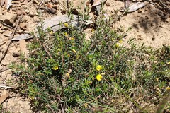 Pultenaea pedunculata