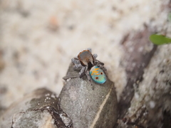 Maratus vultus