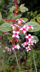 Heterocentron subtriplinervium