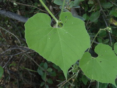 Echinopepon wrightii