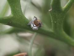 Maratus vultus