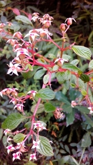 Heterocentron subtriplinervium