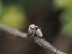 Maratus vultus