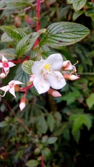 Heterocentron subtriplinervium