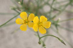 Linum aristatum