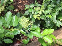 Graphium agamemnon agamemnon