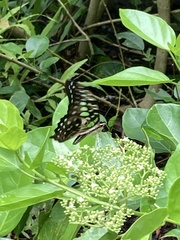 Graphium agamemnon agamemnon