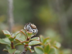 Maratus vultus