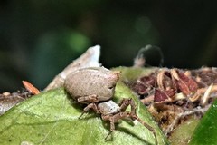 Philoponella variabilis