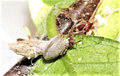 Philoponella variabilis