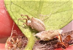 Philoponella variabilis