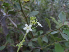 Echinopepon wrightii