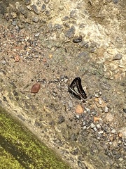 Graphium evemon eventus