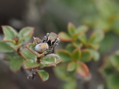 Maratus vultus