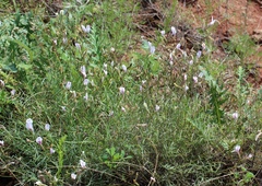 Astragalus ucrainicus