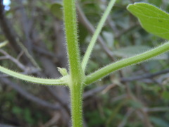 Echinopepon wrightii