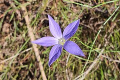 Wahlenbergia stricta stricta