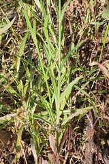 Wahlenbergia stricta stricta