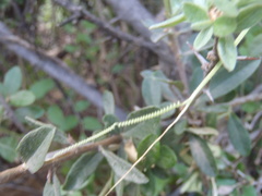 Echinopepon wrightii