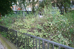 Symphoricarpos albus