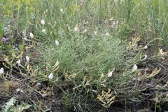 Astragalus ucrainicus