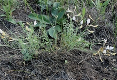 Astragalus ucrainicus