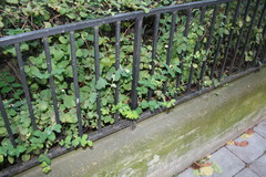 Symphoricarpos albus