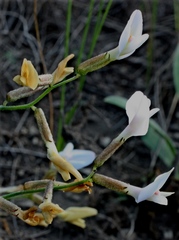 Astragalus ucrainicus