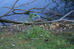 Magnoliopsida